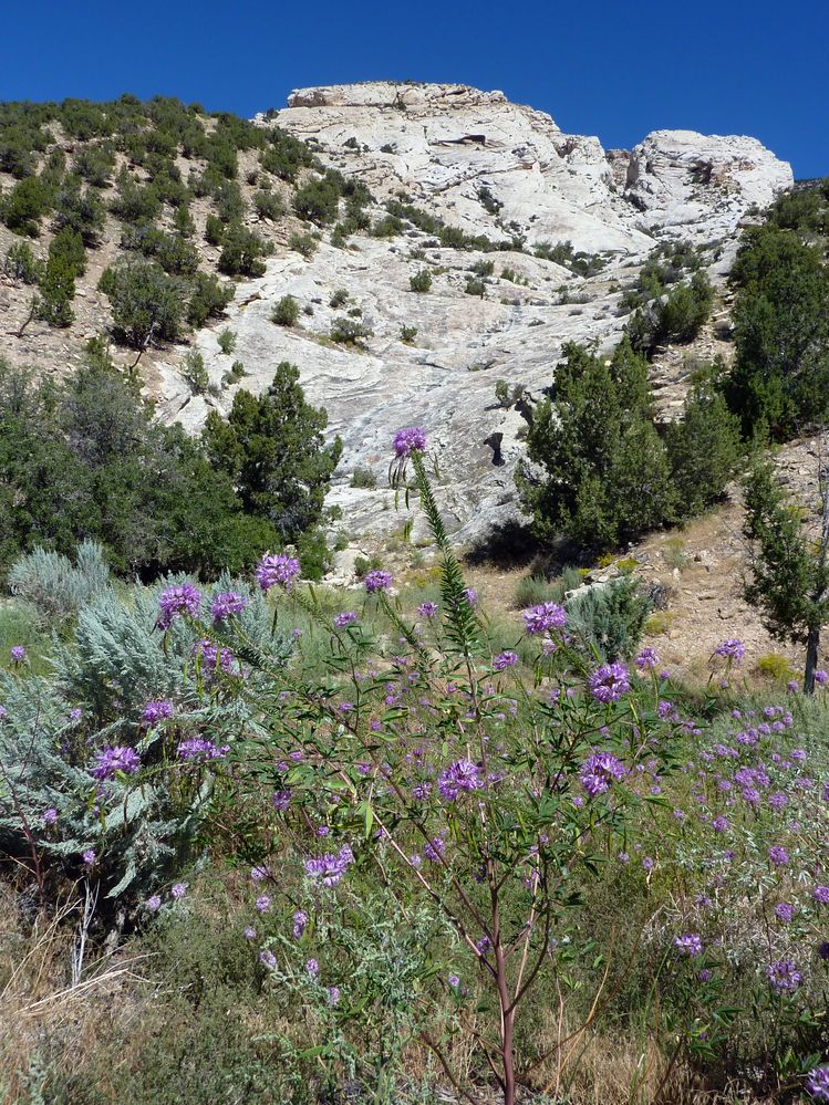 Dinosaur national park (24).JPG